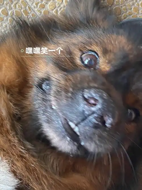 许咖啡不喜欢拍照,生动的表情只能靠抓拍,注定了模糊已经12岁 了,医生