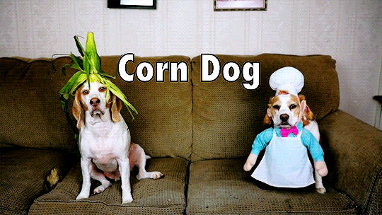 狗狗gif很嗨gif搞怪gif逗乐gif