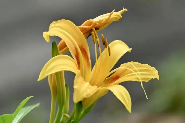 黄花萱草〔首发