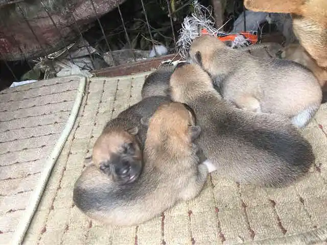 马犬串广西猎犬