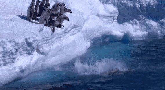 【科普君】中国跳水"梦之队"压水花秘诀在手上!