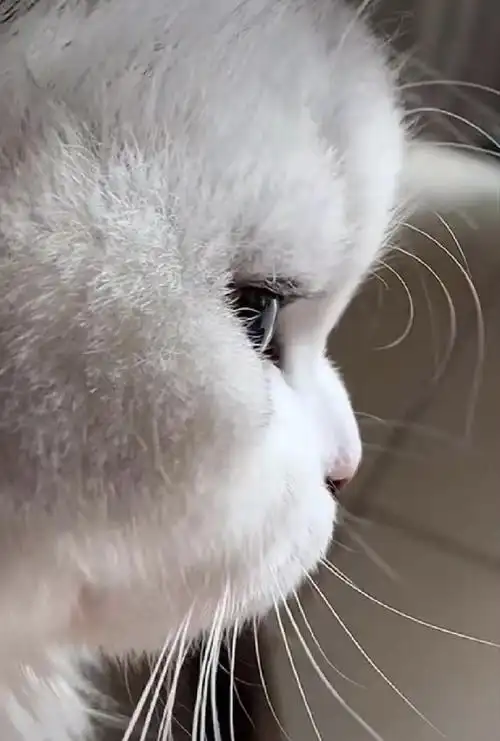 今日直播环节开始之前 我会分享一些wjx 是英短小猫咪的证据