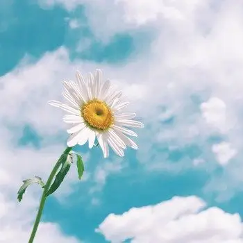 很有气质很优美的小清新头像图片