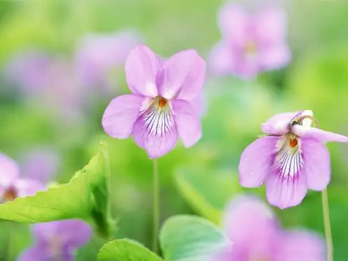 粉红色的小花朵-令人惊叹的鲜花摄影壁纸 - 1200x90