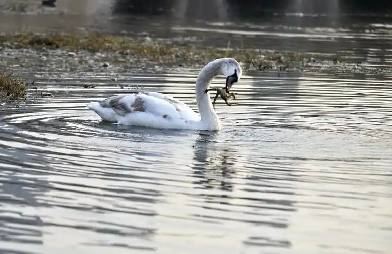 天鹅是怎样戏弄癞蛤蟆的