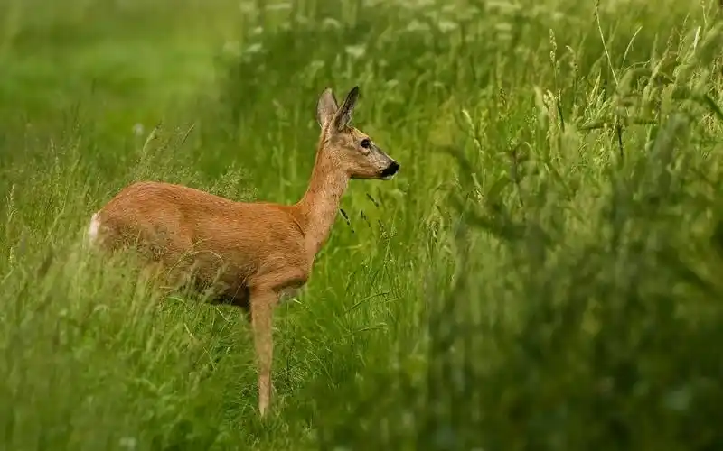 壁纸 鹿站在草地上
