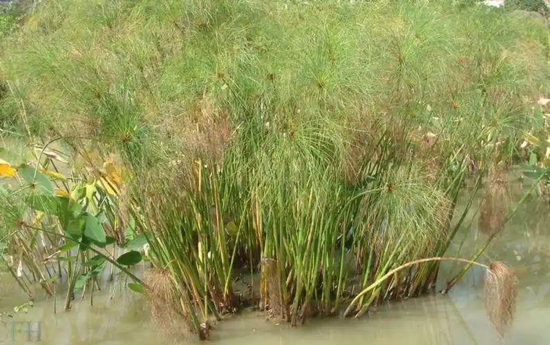 p>纸莎草(学名: i>cyperus papyrus /i> l.