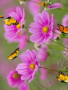 会动的照片花飞蝴蝶乱太美了值得收藏