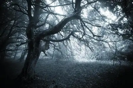 森林和树木图片