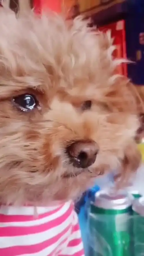 泰迪听见主人要去出差,忍不住一直流眼泪,太可怜了