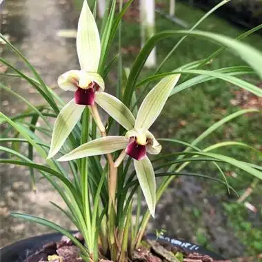 二红素 - 中国兰花交易网