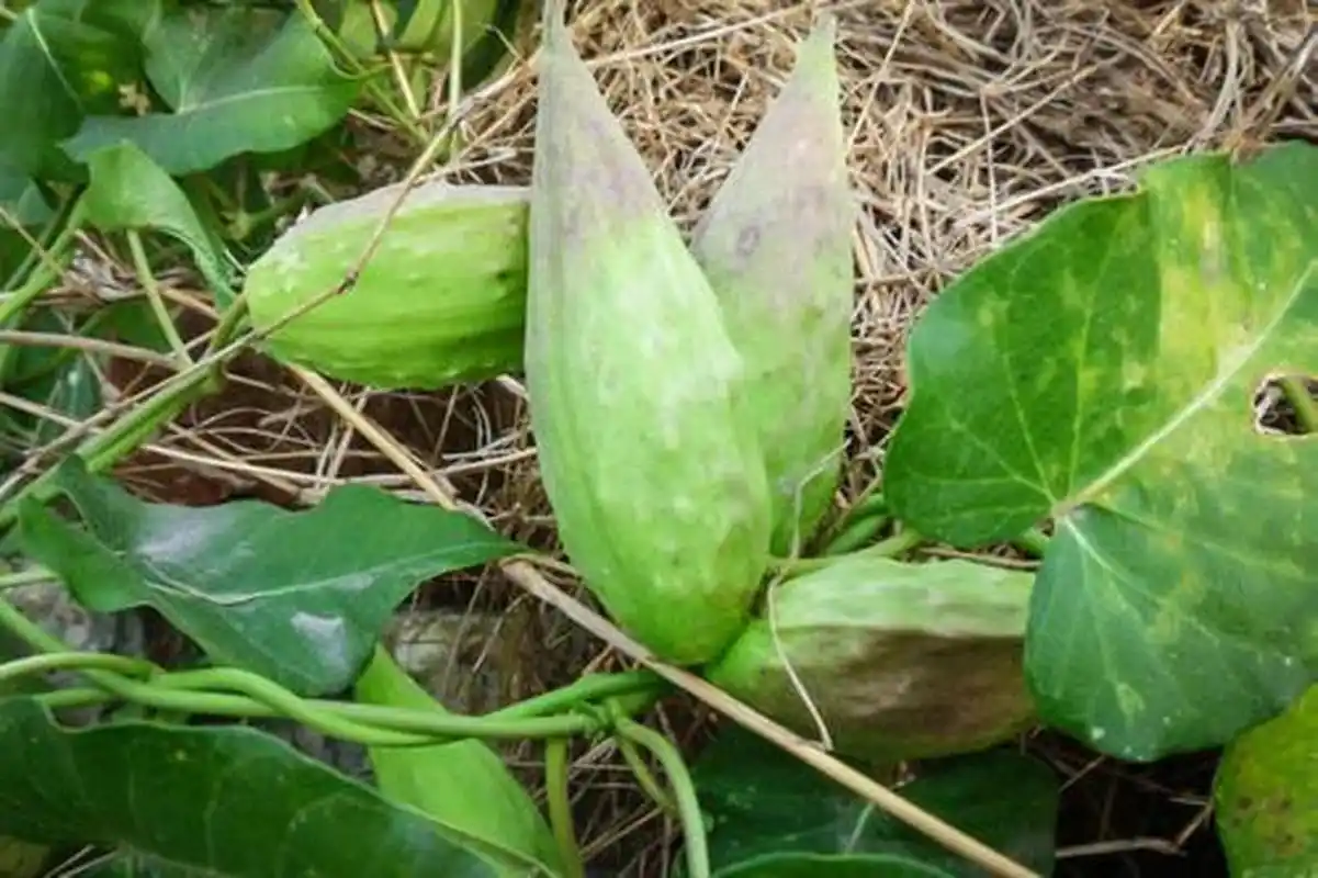 去年秋天,我摘了一颗放在盒子里,昨天刮大风,都从