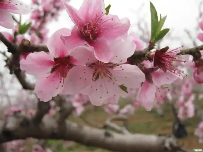 最美不过桃花节,十里春风不如你!卓祥带您赴一场粉红色的约会.