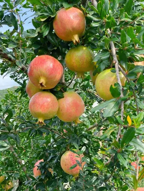 秋天是一个丰收的季节