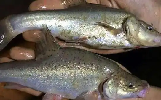 这是中国特有的珍稀鱼类——金线鲃,金线鲃又叫金线鱼,波罗鱼,小洞鱼