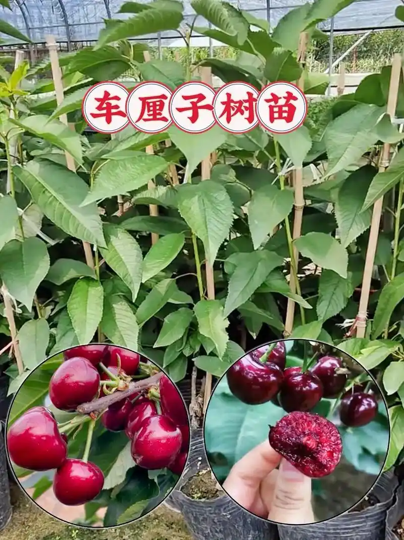 家人们! 这是最新嫁接的优质成品车厘子树苗,它好 - 抖音