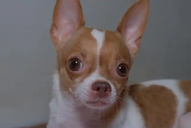 另附 柔光 狗头照一张