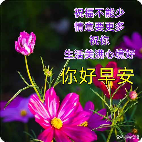 最新早上好表情图片大全,祝福是心意,问候是诚意