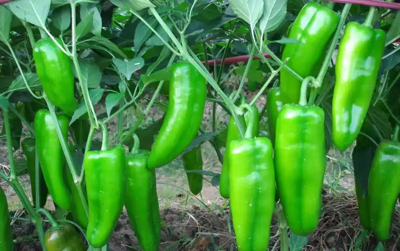 吃辣椒的好处有哪些