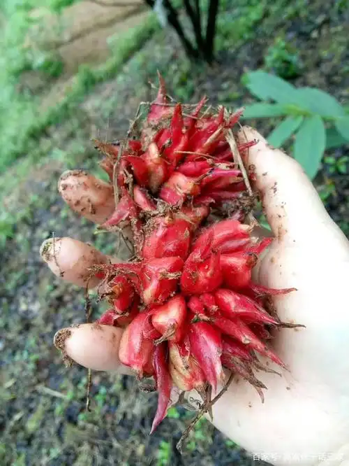 阳荷～一种易种易高产的野菜