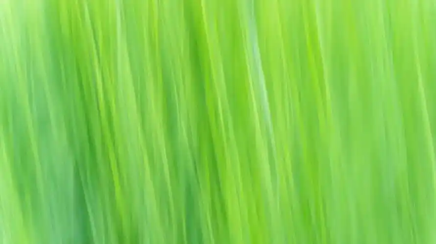 眼里尽是希望和你98#羡入四月  #治愈系风景  #来拍照了 #绿色