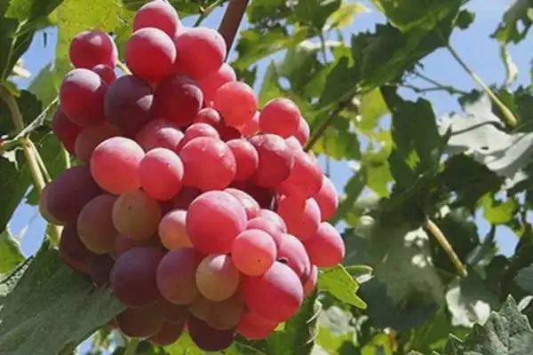 柳江鲁比葡萄粒粒爆汁爽翻您的味蕾