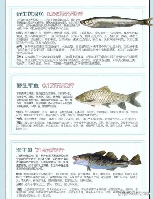 每公斤价格超过1万元的泰山野生赤鳞鱼3.