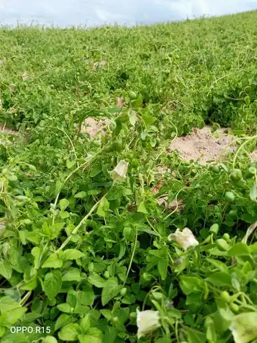 七里河孟家梁村的党参长势良好