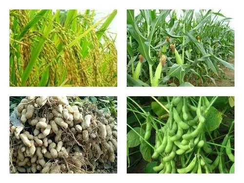 秋天有哪些农作物可以收获?中秋是喜迎丰收的.