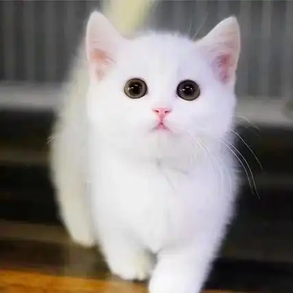 2022最新猫咪可爱高清图片大全真实 想做一只甜糯的猫扑倒在你怀里