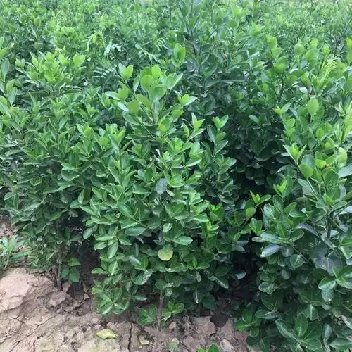冬青树苗 大叶冬青大叶黄杨冬青球篱笆绿化苗  康昱园林图片