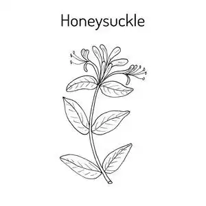 金银花植物图片-金银花植物素材-金银花植物插画-摄图新视界