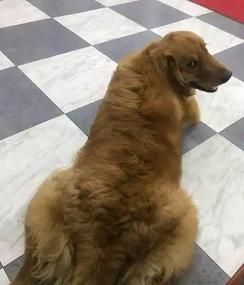 主人亲自给金毛理发,造型太美了,仿佛一只拉布拉多!