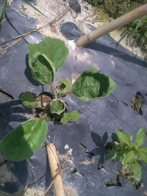 请问老师我的茄子卷叶是什么病