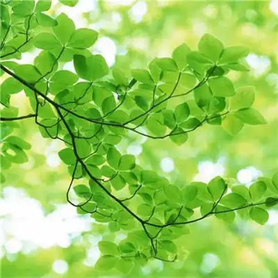 2021带来好运的微信头像图片 漂亮高清