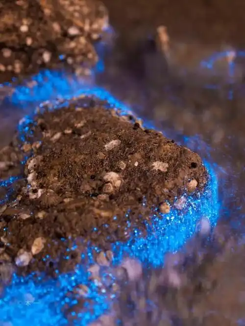 图3 礁石周围的夜光藻