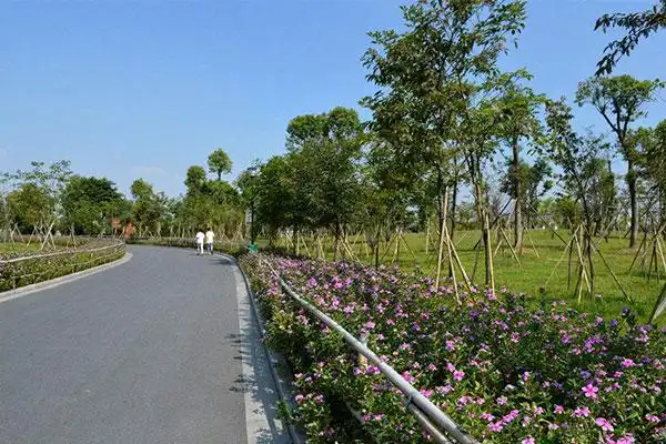 道路绿化苗木规格介绍 符合要求的苗子才有市场