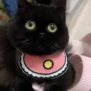 纯种黑猫幼崽孟买猫招财辟邪短毛活体宠物英短黑煤球纯黑活物猫咪