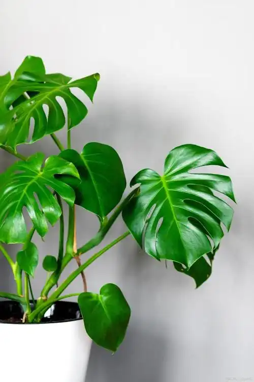 10种网红家居植物,简单又大方,拍照特别好看,让你家更有格调