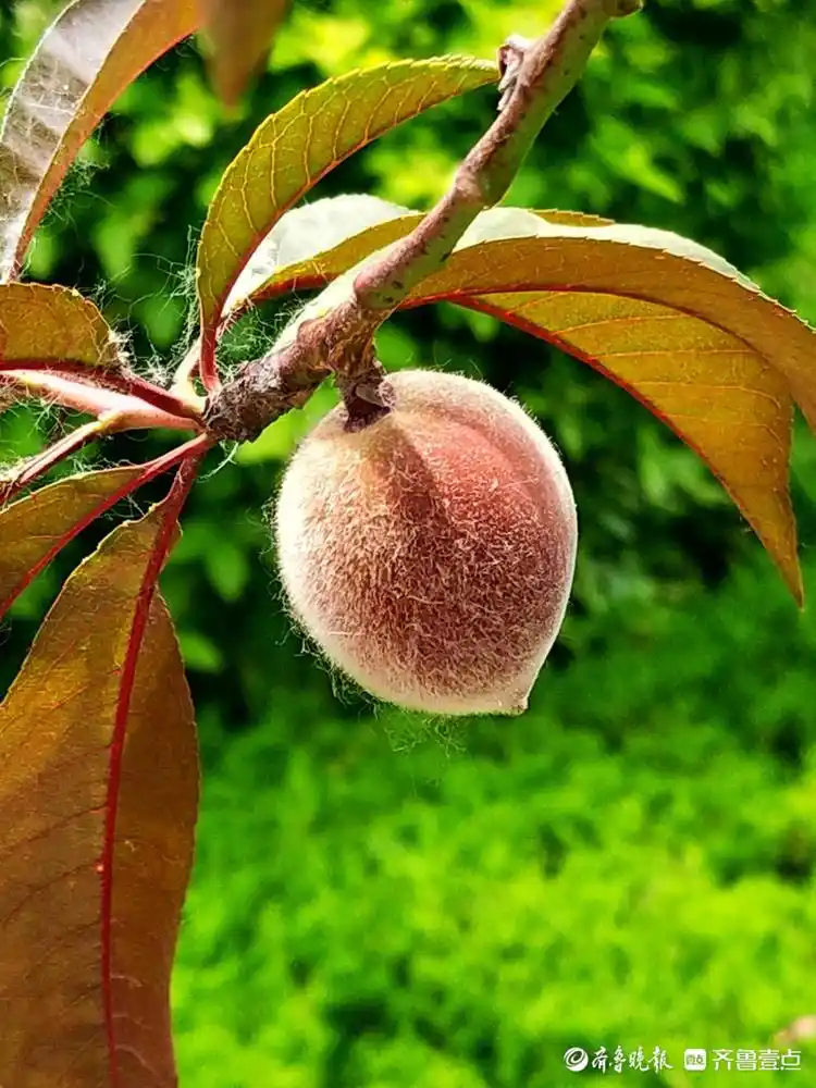 情报站|毛绒绒的惹人爱!临沂郯城红叶碧桃结果了,你注意到了吗