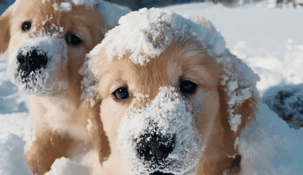 你敢信这视频是ai生成?openai发布文生视频!