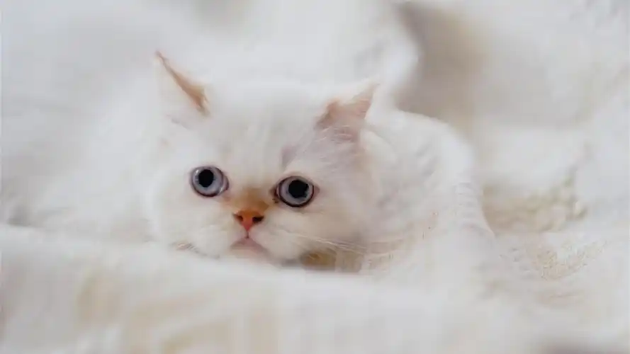 治愈系小猫可爱高清桌面壁纸