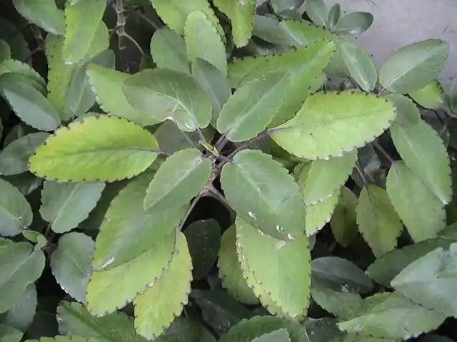 叶子肉厚 边缘锯齿状,谁知道这是什么植物