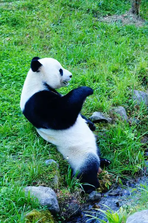 可爱的大熊猫看不够!