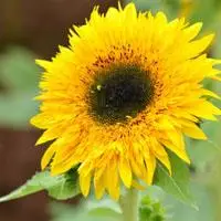 分享几张向日葵图片头像追求自己想要的幸福吧