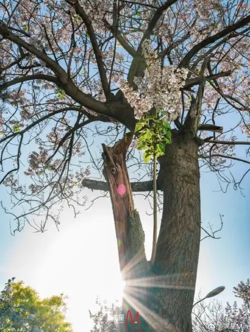 壁纸 树 690_915 竖版 竖屏 手机