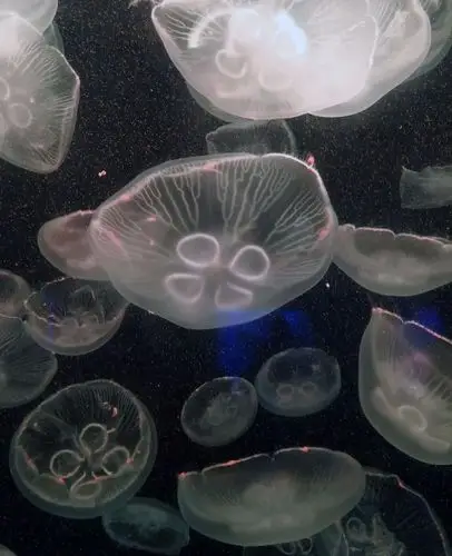 成群结队的桃花水母.