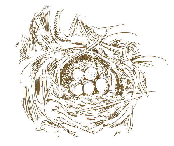 手绘鸟窝图片大全