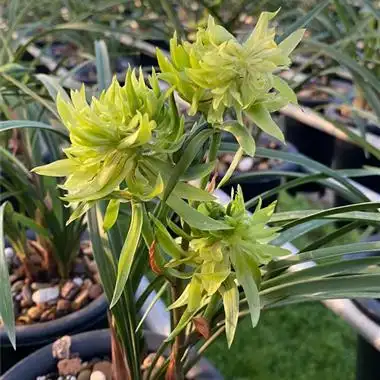 春兰花开富贵5苗(编号206) - 中国兰花交易网