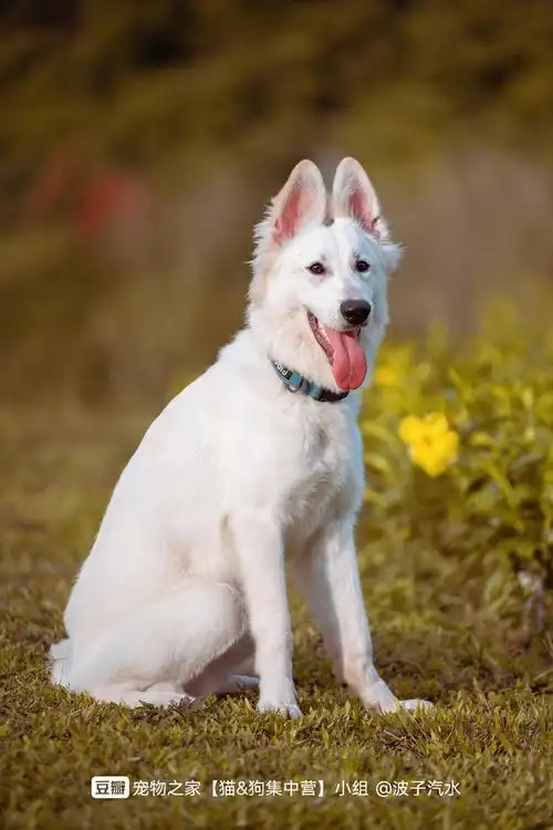 领养白德牧找新家